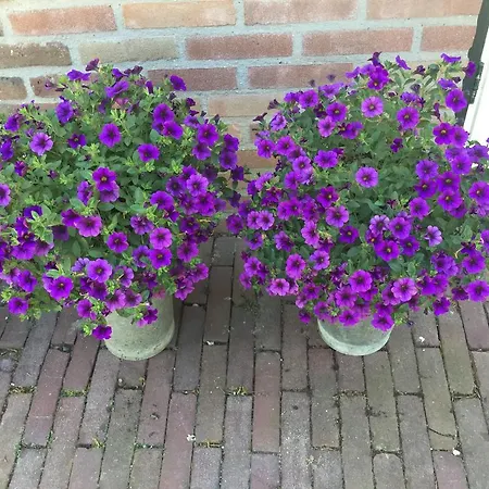 Apartamento Gastenverblijf Hubers Groesbeek